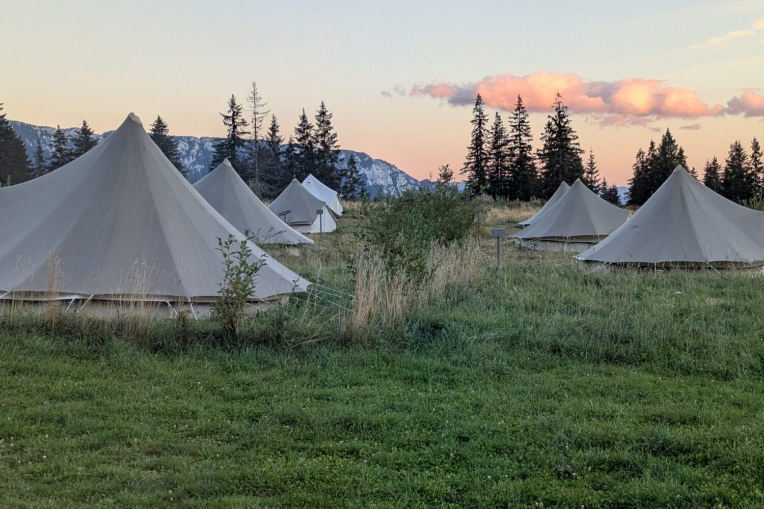 Mehrere Zelte auf einer Wiese vor Tannen und Abendhimmel