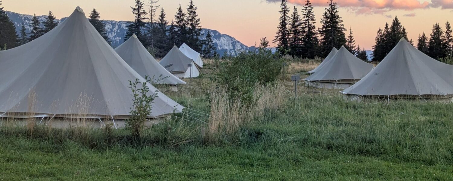 Mehrere Zelte auf einer Wiese vor Tannen und Abendhimmel