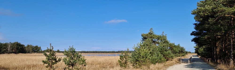 Sumpfgebiet mit braunen Gräsern und ein Weg daneben