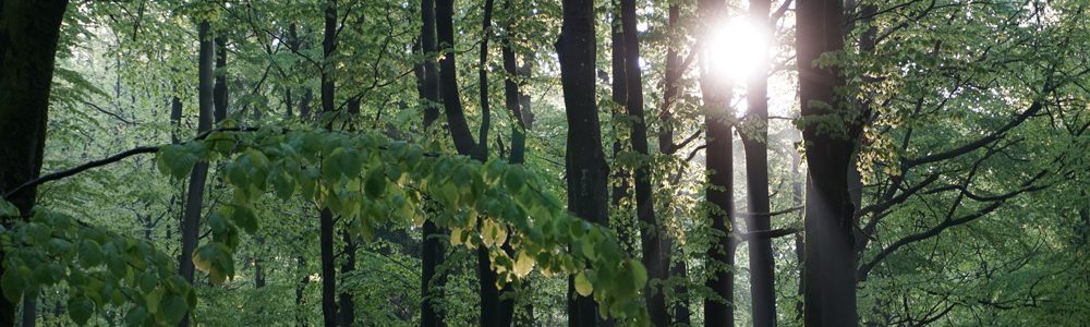 web_Saar-Hunsrück-Steig